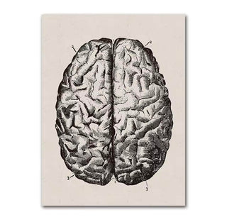 Anatomy Canva - Brain image 0