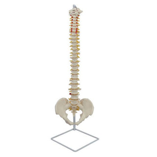80CM Life Size Medical Spine Model image 0
