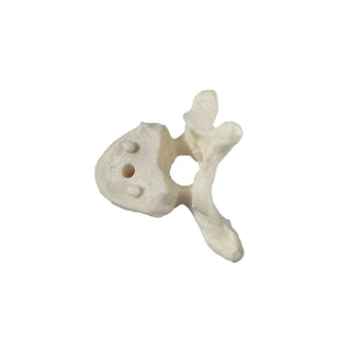 Thoracic Vertebrae Model image 0