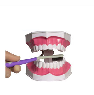 2x Tooth Model image 0