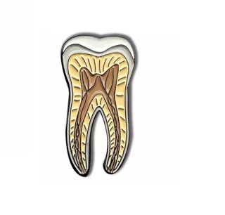 Tooth Anatomy image 0