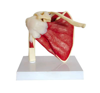 Shoulder Joint with Muscles Model image 0