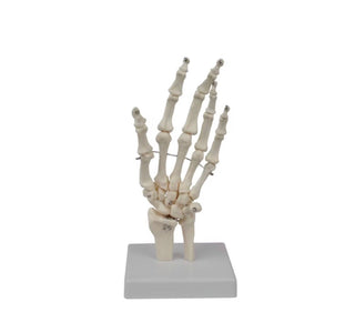 Hand Joint Model image 0