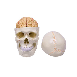 Skull Model with 8-Part Brain image 0