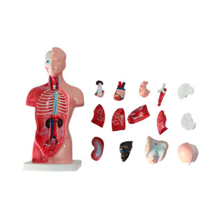28CM Human Torso Model image 1