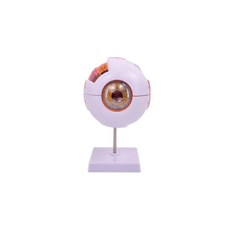 6x Enlarged Eye Model image 0