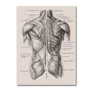 Anatomy Canva - Back Muscles image 0