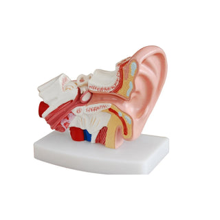 Ear Model image 0