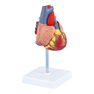 Life Size Heart Model image 0