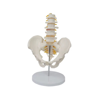 Small Pelvis with Five-Section Lumbar Spine Model image 0