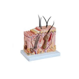 70x Skin Magnification Model