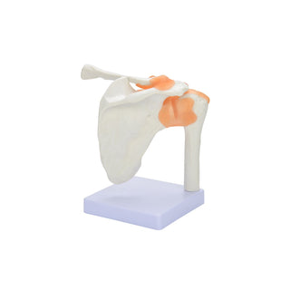 Shoulder Joint Model image 0