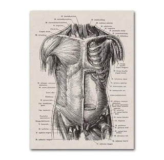 Anatomy Canva - Abdominal Muscles image 0