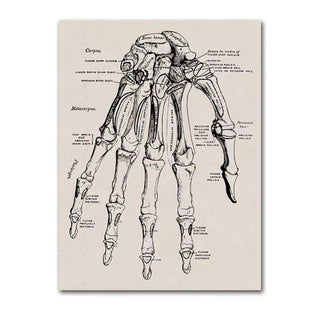 Anatomy Canva - Hand Muscles image 0