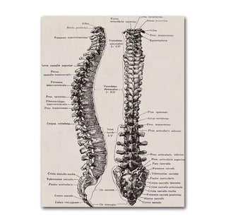 Anatomy Canva - Spinal Column image 0