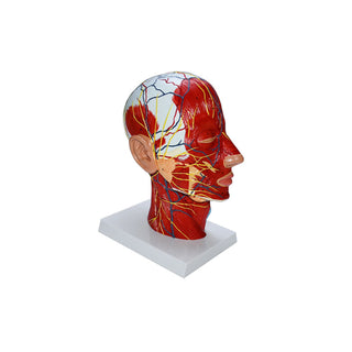 Human Skull With Muscle Neurovascular Model image 0