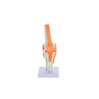 Knee Joint Model image 0