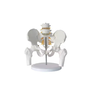 Female Pelvic Girdle With Two Lumbar Vertebrae and Femurs Model image 0