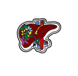 Liver Anatomy image 0