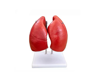 Human Lung Anatomy Model
