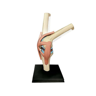 4D Human Knee Joint
