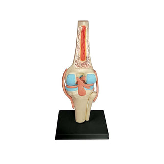 4D Human Knee Joint