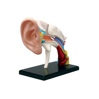 4D Human Ear Anatomy Model