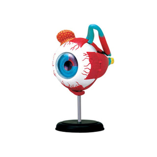 4D Human Eyeball Anatomy Model
