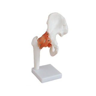 Anatomical Hip Joint Model with Ligaments