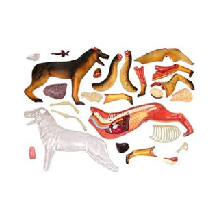 4D Wolf Dog Anatomy Model