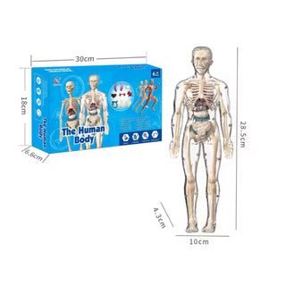 3D Transparent Full Body Skeleton Model