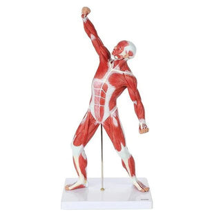 Human Anatomical Muscle Model (50 cm)