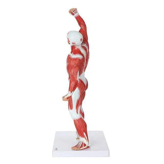 Human Anatomical Muscle Model (50 cm)