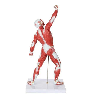 Human Anatomical Muscle Model (50 cm)