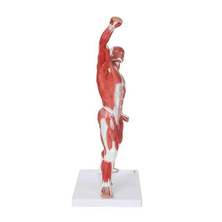 Human Anatomical Muscle Model (50 cm)