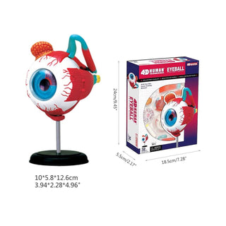 4D Human Eyeball Anatomy Model