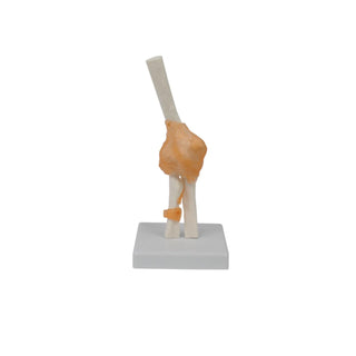 Elbow Joint Model image 0