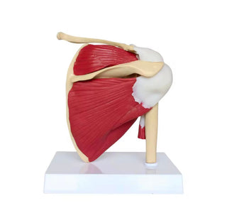 Shoulder Joint with Muscles Model image 1