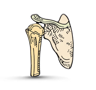 Shoulder Joint image 0