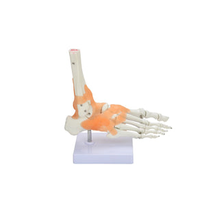 Foot Joint Model image 0