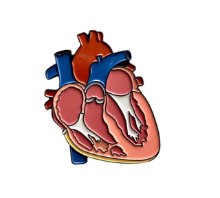Heart Anatomy image 0