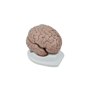 8 Parts Brain Model image 0