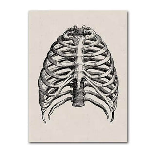 Anatomy Canva - Rib-Cage image 0