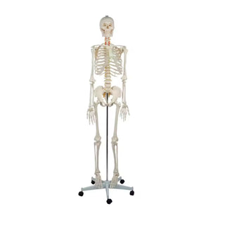 Life-Size Articulated Adult Skeleton Model 180CM image 0