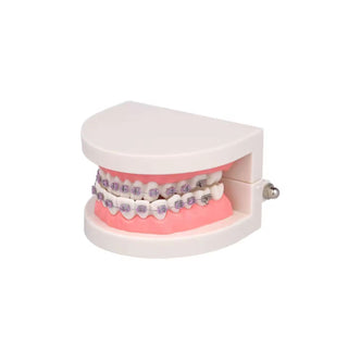 Orthodontic Tooth Model image 0