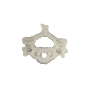 Cervical Vertebra Model image 0