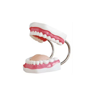 Tooth Model image 0