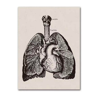 Anatomy Canva - Lungs image 0