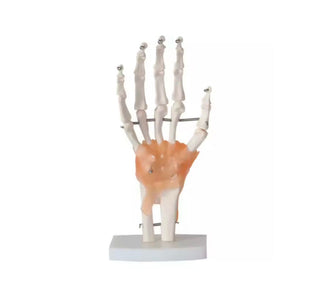 Human Hand Joints with Ligaments Model image 0