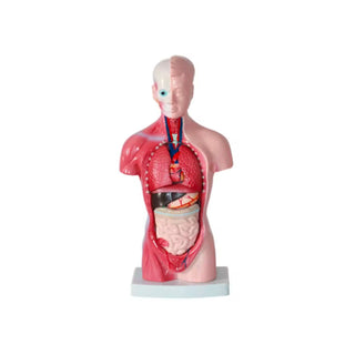 28CM Human Torso Model image 0